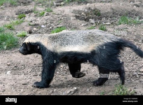 Honey Badger (Mellivora capensis Stock Photo - Alamy