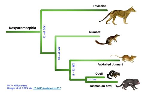 We've decoded the numbat genome – and it could bring the thylacine's ...