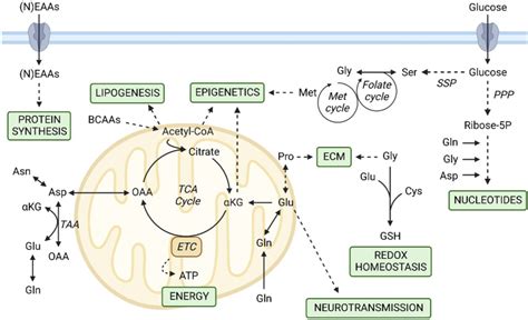 Amino acid metabolism in skeletal cells. - Abstract - Europe PMC