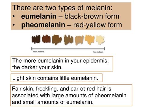 types of melanin - „Google“ paieška | Melanin, Light skin, Fair skin