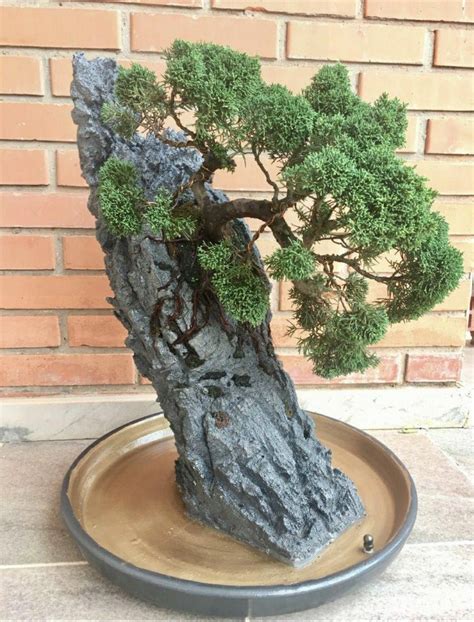 #bonzaitree | Bonsai tree types, Bonsai tree care, Bonsai plants