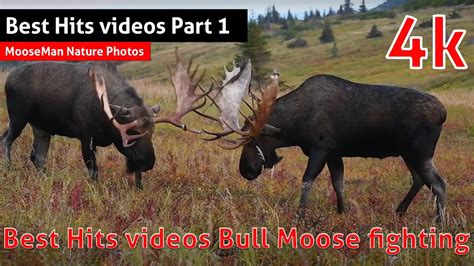 Best Hits videos Bull Moose fighting Part 1 - YouTube