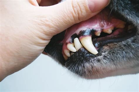 Is it Normal for My Dog's Gums to be Pale in Sonora, CA? | Live Oak Veterinary Hospital