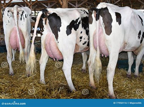 Cows with large udder stock photo. Image of farm, dairy - 77950116