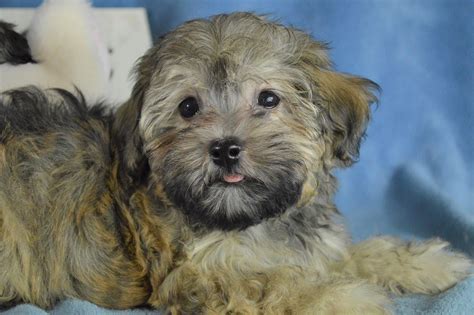 Havanese Puppies for Sale | Royal Flush Havanese