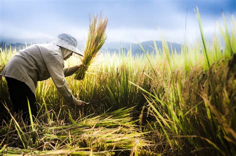 Thai farmer harvest paddy rice in farm | Farmer, Farm pictures, Rice crop