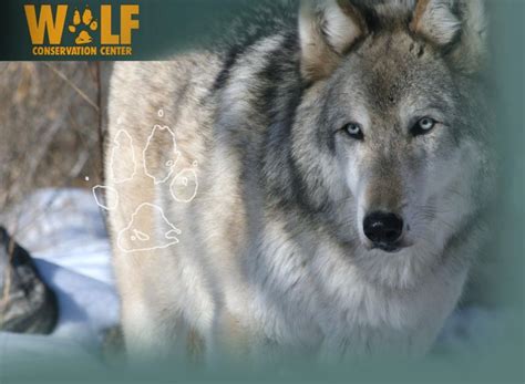 Wolf Conservation Center