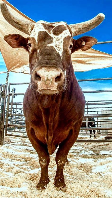 217 best Bushwacker, PBR Bucking Bull images on Pinterest | Bucking bulls, Rodeo and Rodeo life