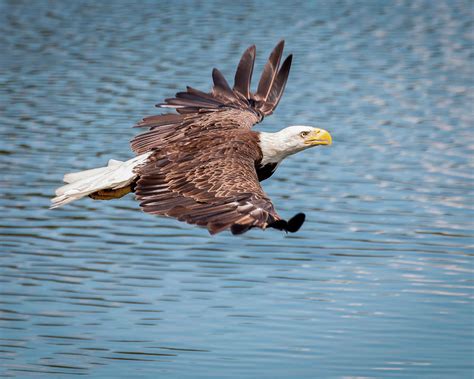 Bald Eagle flying over water Photograph by Joe Myeress - Fine Art America