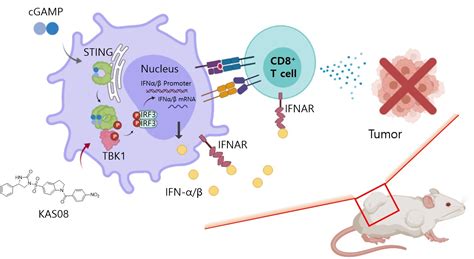 Biomedicines | Free Full-Text | Development of Small-Molecule STING ...