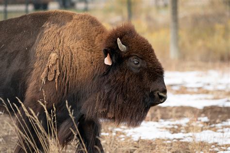 Journalists explore bison and ferret conservation, water issues ...