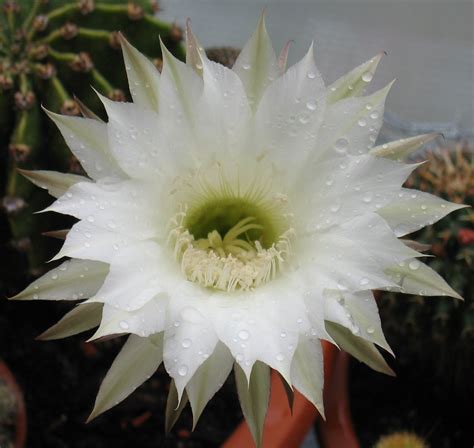 cactus blossom with raindrops Free Photo Download | FreeImages