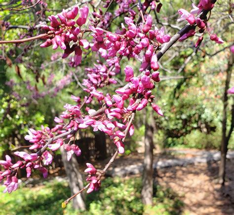 Redbud, A Native Flowering Tree That Needs Little Care and Gives a Lot - Delightful Gardens ...