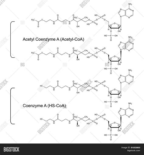 Coenzyme Acetyl Vector & Photo (Free Trial) | Bigstock