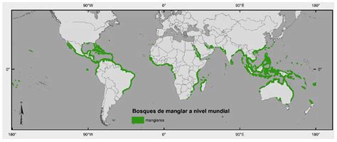 Mangrove Forest Map