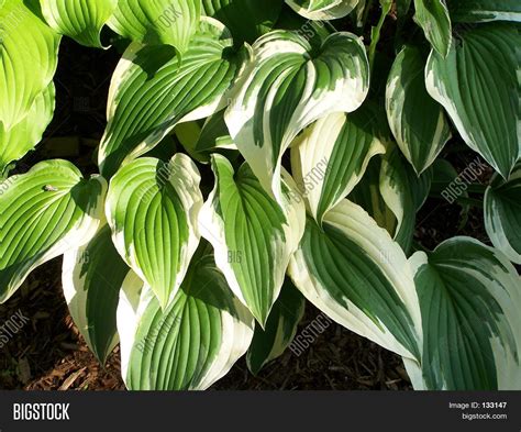 Variegated Hosta Image & Photo (Free Trial) | Bigstock