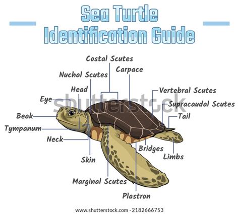 74 Turtle Identification Images, Stock Photos & Vectors | Shutterstock