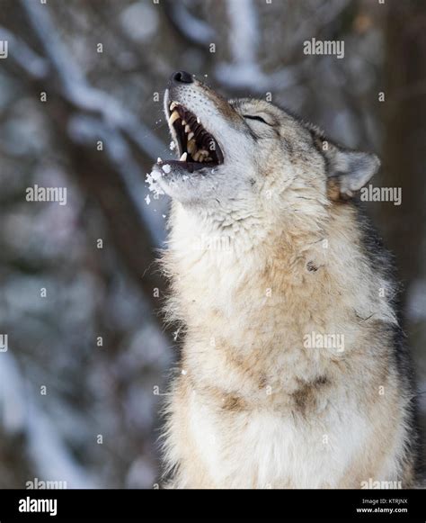 Timber wolf howling in winter Stock Photo - Alamy