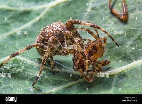 Two spiders in mating behavior Stock Photo - Alamy