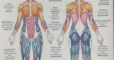 Anatomy Areas Of The Body ~ Torso Anatomy Chart | Bodewasude