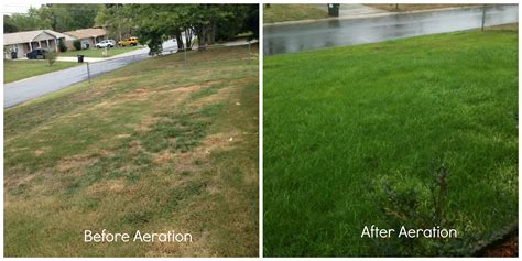 Before and After Lawn Aeration | Northwest Exterminating