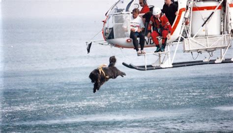 PHOTO: Water Rescue Dogs >> Scuttlebutt Sailing News: Providing sailing news for sailors