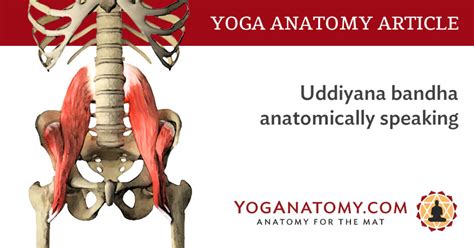 Uddiyana Bandha Anatomically Speaking - Yoga Anatomy