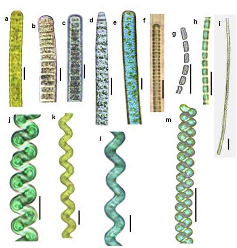 a- Oscillatoria sp., b- Phormidium cf . simplicissimum, c- Planktothrix ...