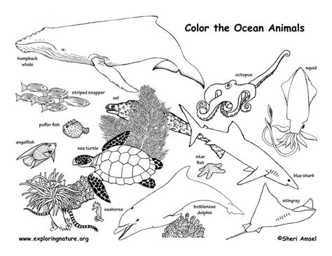 Ocean Habitat Coloring Pages