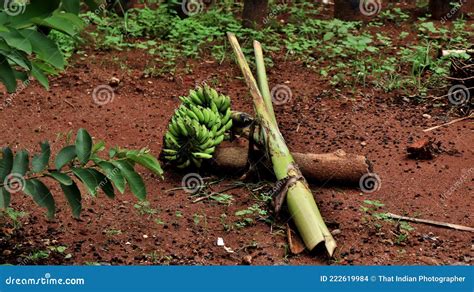 A Banana Harvest in the Garden Stock Photo - Image of grass, lawn ...