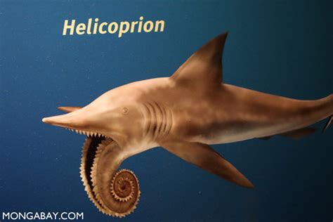 Helicoprion shark