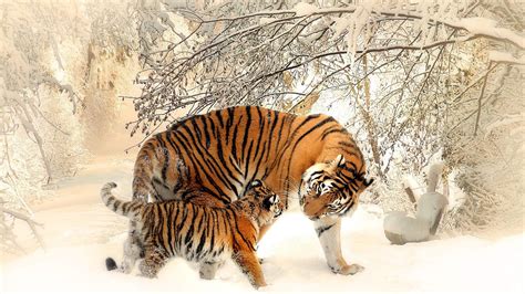 Siberian Tiger Snow Wallpaper - Live Wallpaper HD