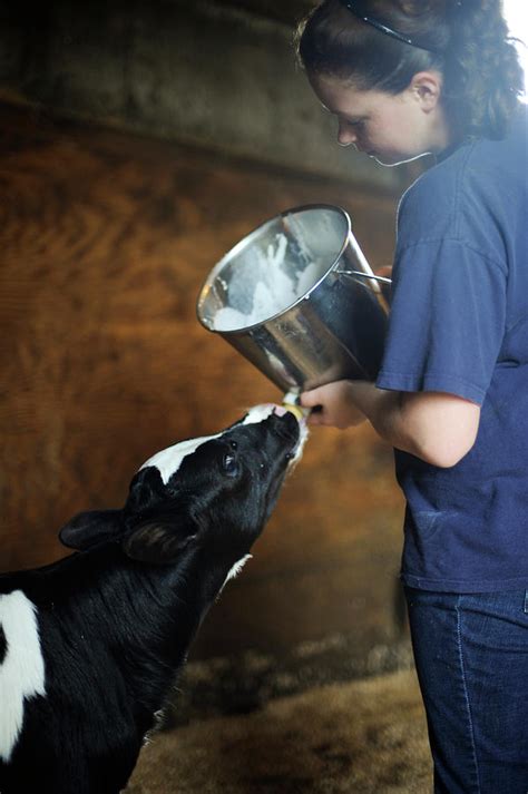 Daily Life On An Organic Dairy Farm Photograph by Brian Fitzgerald - Fine Art America