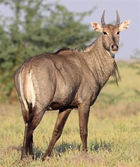 The Nilgai (Boselaphus tragocamelus) is found primarily in India and is ...