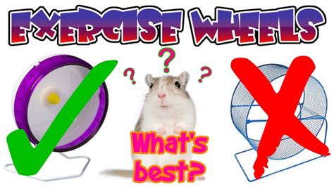 Gerbil Exercise Wheels - YouTube