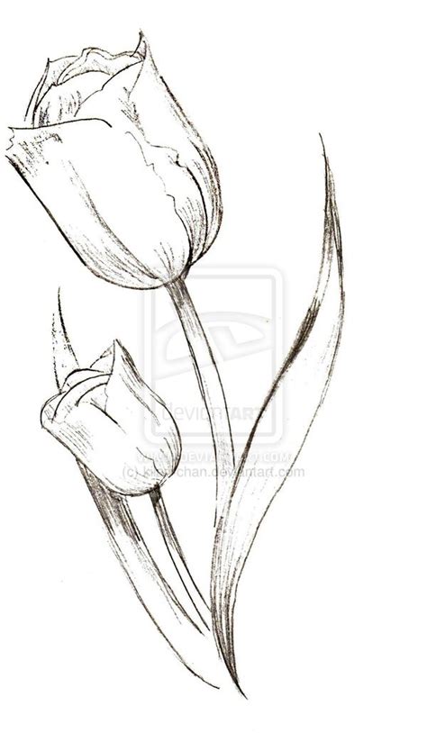 Tulip Outline Drawing at GetDrawings | Free download