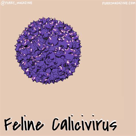 FELINE CALICIVIRUS | Feline, Furry, Acute disease