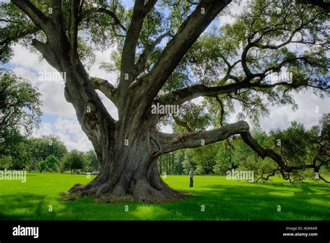 Florida state Champion live oak tree Stock Photo - Alamy