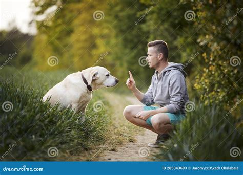 Guilty Look of Labrador Retriever during Obedience Training Stock Image - Image of obedience ...