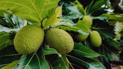 Breadfruit Flour - Tere Fruit