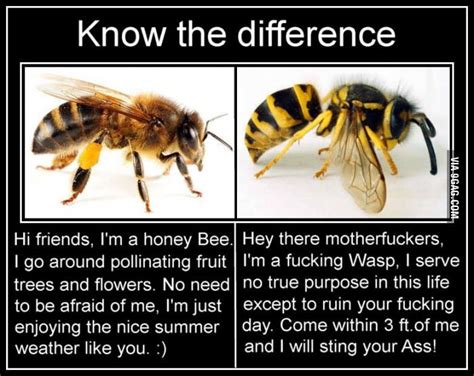 Bees vs wasps | Funny relatable memes, Stupid funny memes, Funny memes