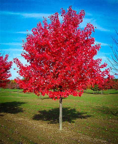 Red Maple Tree Live Plant 4-8 Inch Seedling Fast Growing Trees - Etsy | Red sunset maple, Red ...