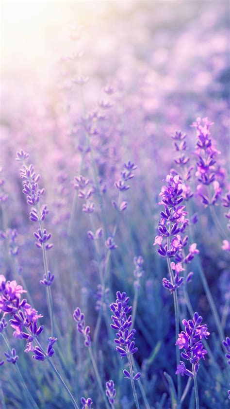 Lavender purple aesthetic - specialistsseka