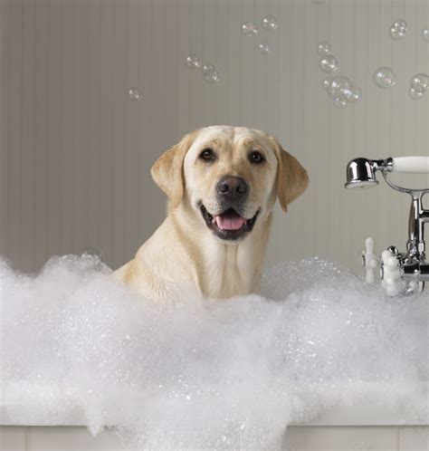 How to groom a dog | HireRush Blog