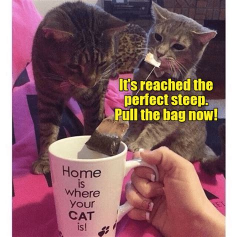 Making a GOOD cup of tea isn't easy. | Cheezburger, Funny cat memes, Cat quotes