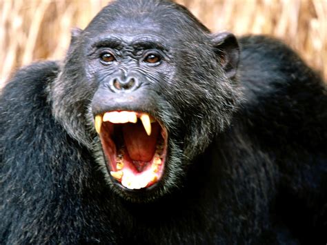 ENCYCLOPEDIA OF ANIMAL FACTS AND PICTURES: CHIMPANZEE