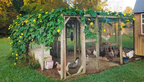 Chicken run ideas simple shade and wind block – Artofit