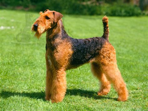 Airedale Terrier 3 - Pet Paw