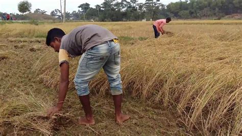 Harvesting rice by hand. - YouTube