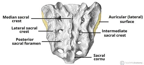 The Sacrum - Landmarks - Surfaces - Relations - TeachMeAnatomy